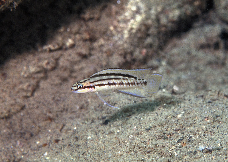 Telmatochromis bifrenatus 'Halembe'